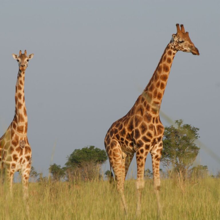 girafe 2