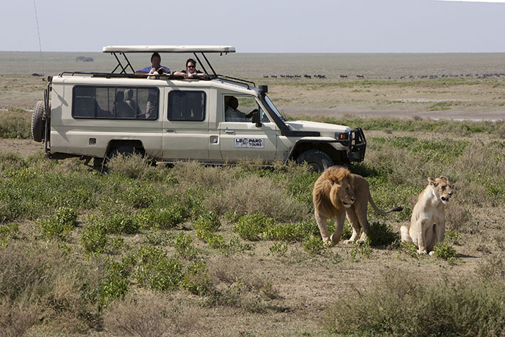 safari car